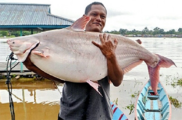 1959_Mr. Sopian_Shark Head Patin_Pangasius nasutus.jpg